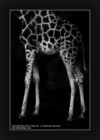 Copyrights © Fahad AlNassar.  All Rights are Reserved.