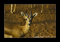 Copyrights © Fahad AlNassar.  All Rights are Reserved.