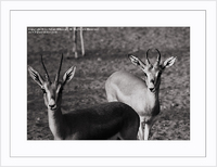 Copyrights © Fahad AlNassar.  All Rights are Reserved.