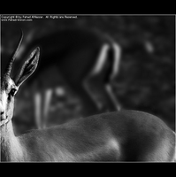 Copyrights © Fahad AlNassar.  All Rights are Reserved.