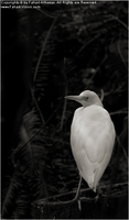 Copyrights © Fahad AlNassar.  All Rights are Reserved.