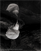 Copyrights © Fahad AlNassar.  All Rights are Reserved.