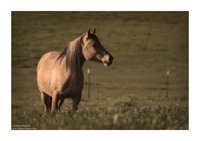 Copyrights © Fahad AlNassar.  All Rights are Reserved.