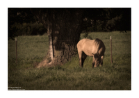 Copyrights © Fahad AlNassar.  All Rights are Reserved.
