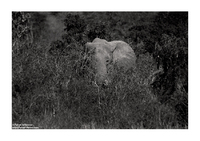 Copyrights © Fahad AlNassar.  All Rights are Reserved.